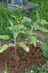 DSCF0041