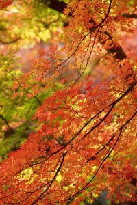 Enjoy beautiful autumn in Japan !